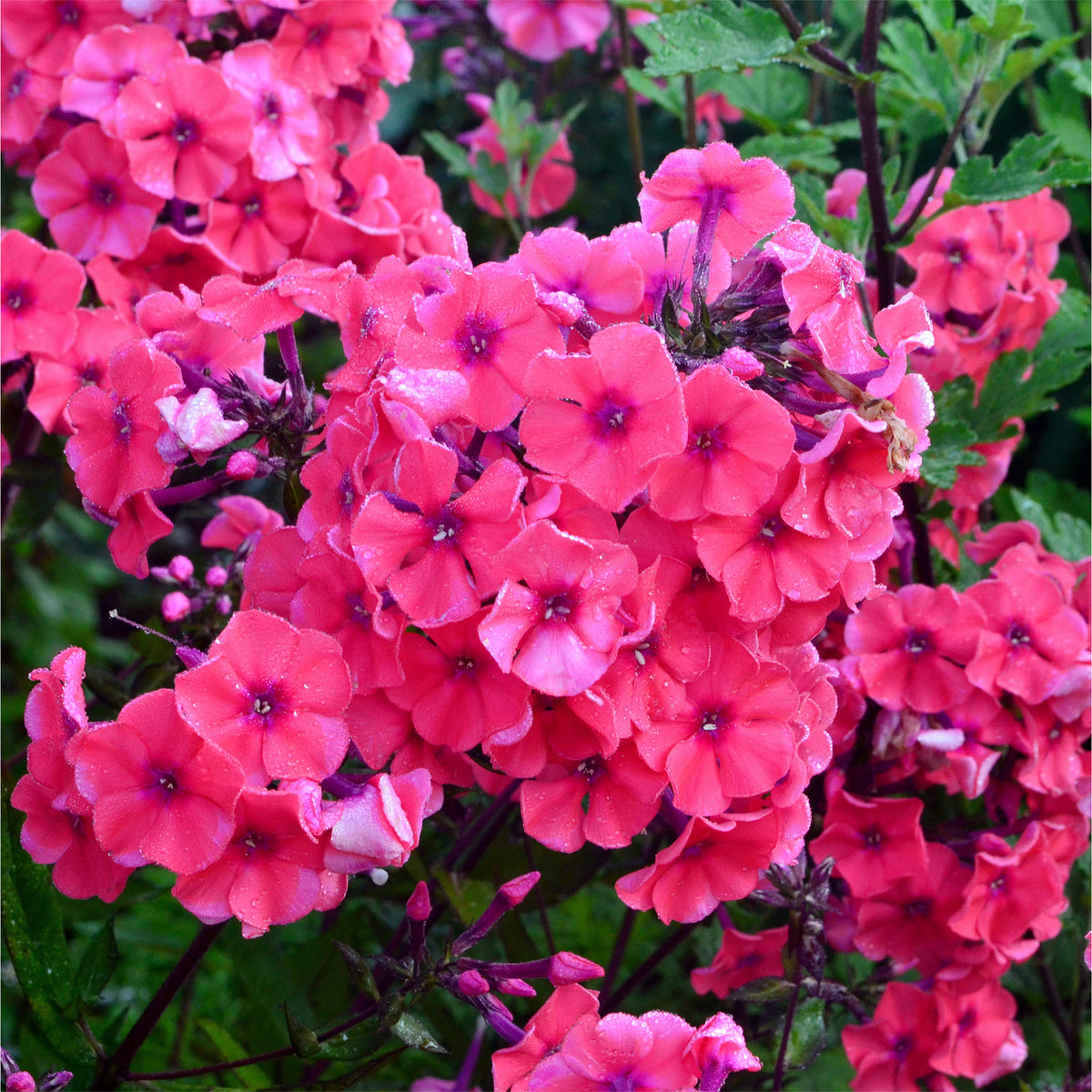 Phlox paniculata Starfire - Vlambloem Starfire - Phlox