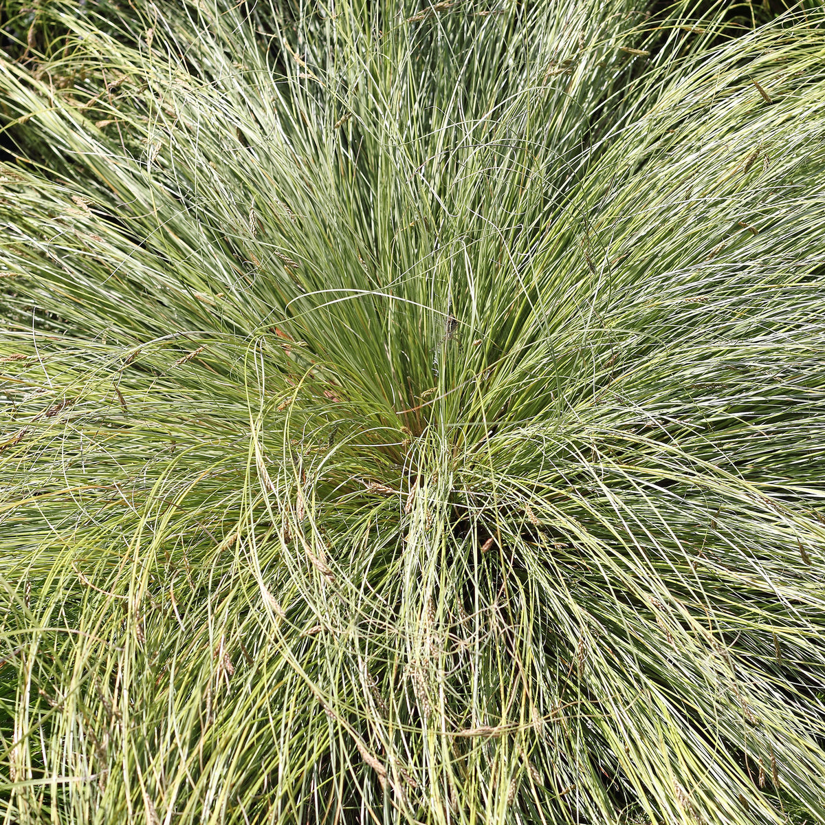 Zegge 'Frosted Curls' - Carex comans frosted curls - Bakker