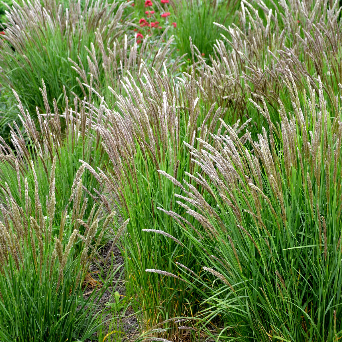 Parelgras - Melica ciliata - Bakker