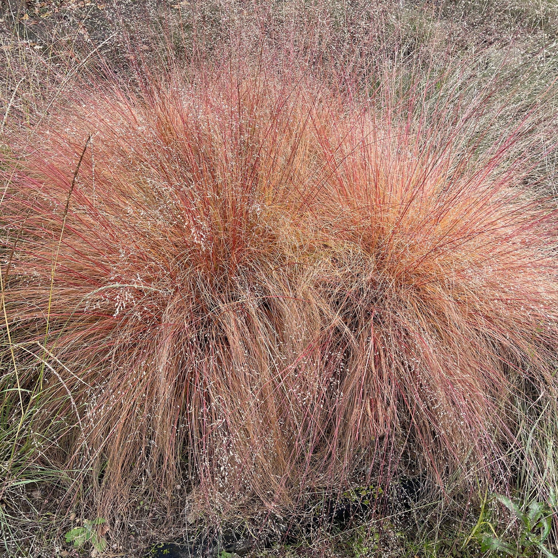 Prairiedropzaad heterolepis - Sporobolus heterolepis - Bakker