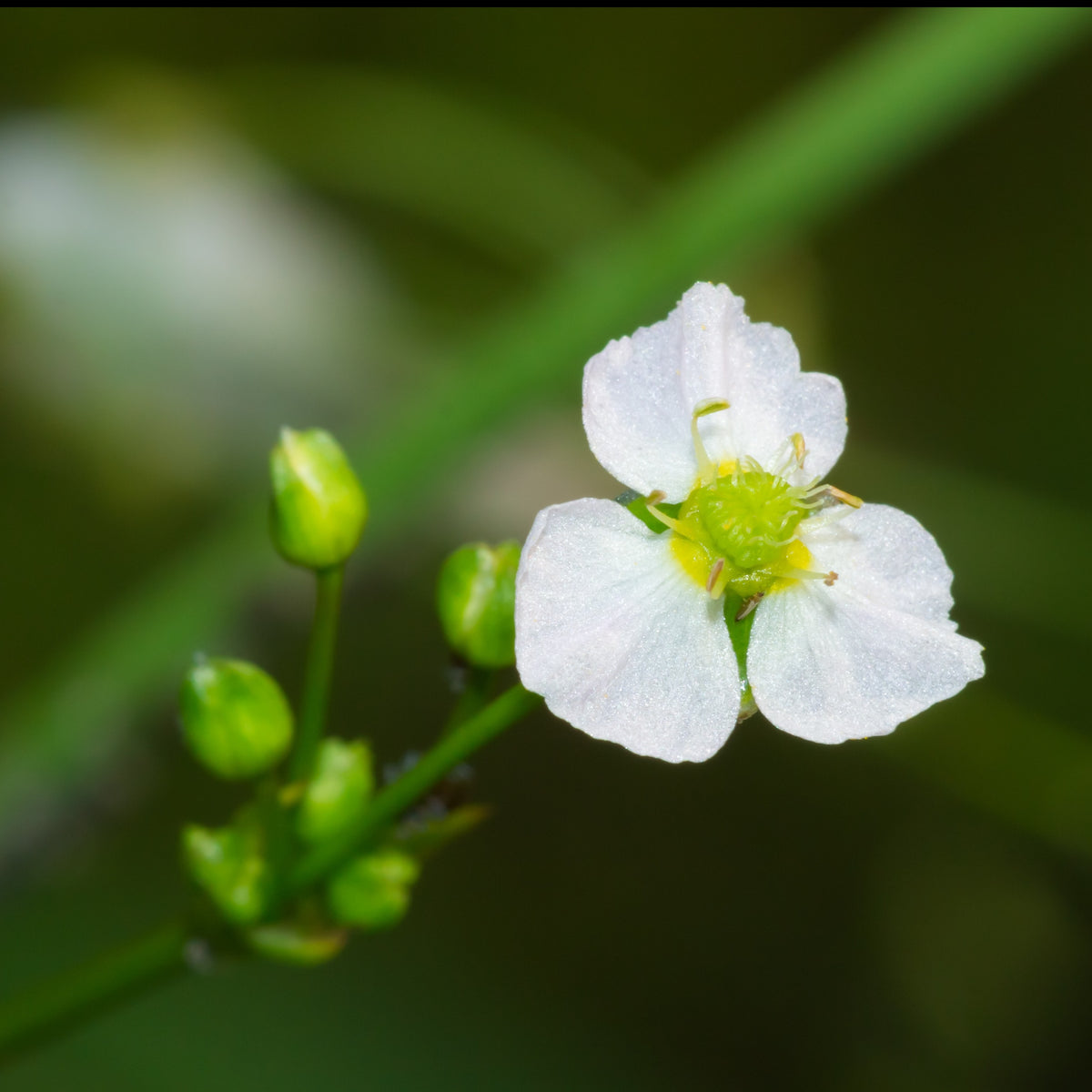 Naakte wortels - Grote waterweegbree - Alisma plantago-aquatica
