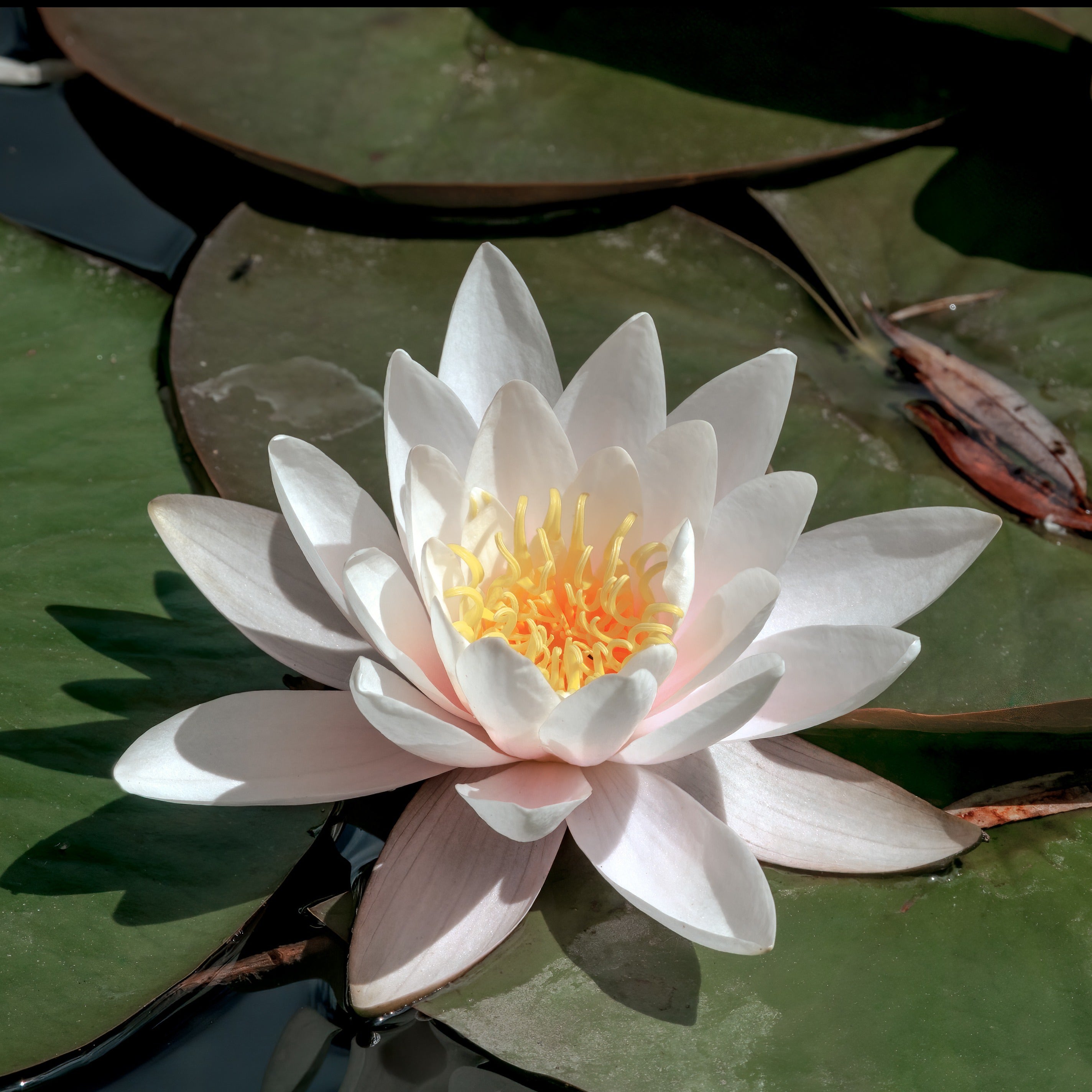 Witte Waterlelie Grand Witte Nymphaea Alba Bakker witte-waterlelie-grand-witte-nymphaea-alba-bakker
