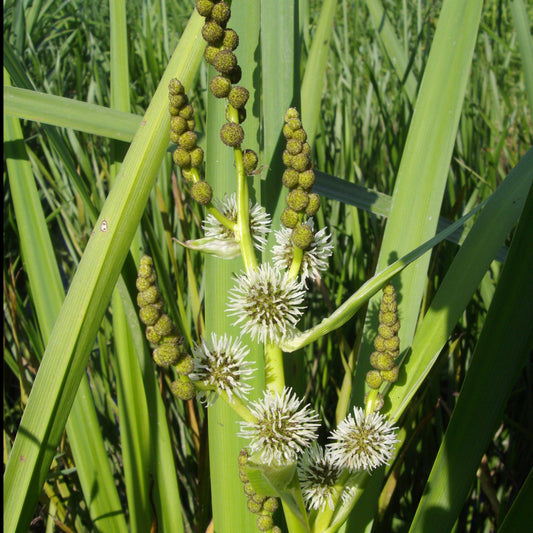 Grote egelskop Sparganier - Bakker