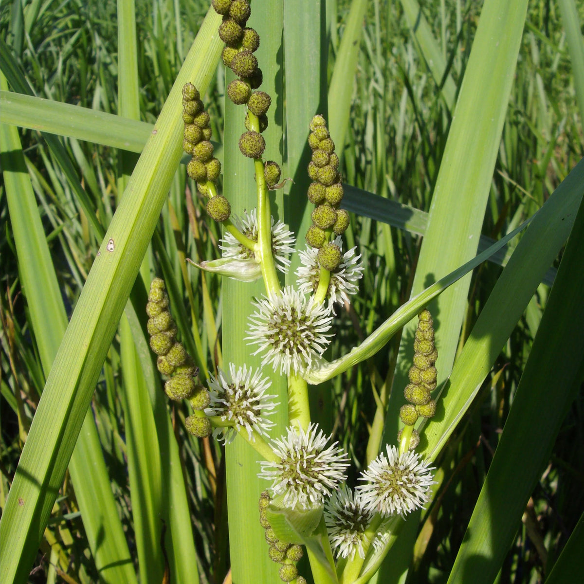 Grote egelskop Sparganier - Sparganium erectum - Bakker