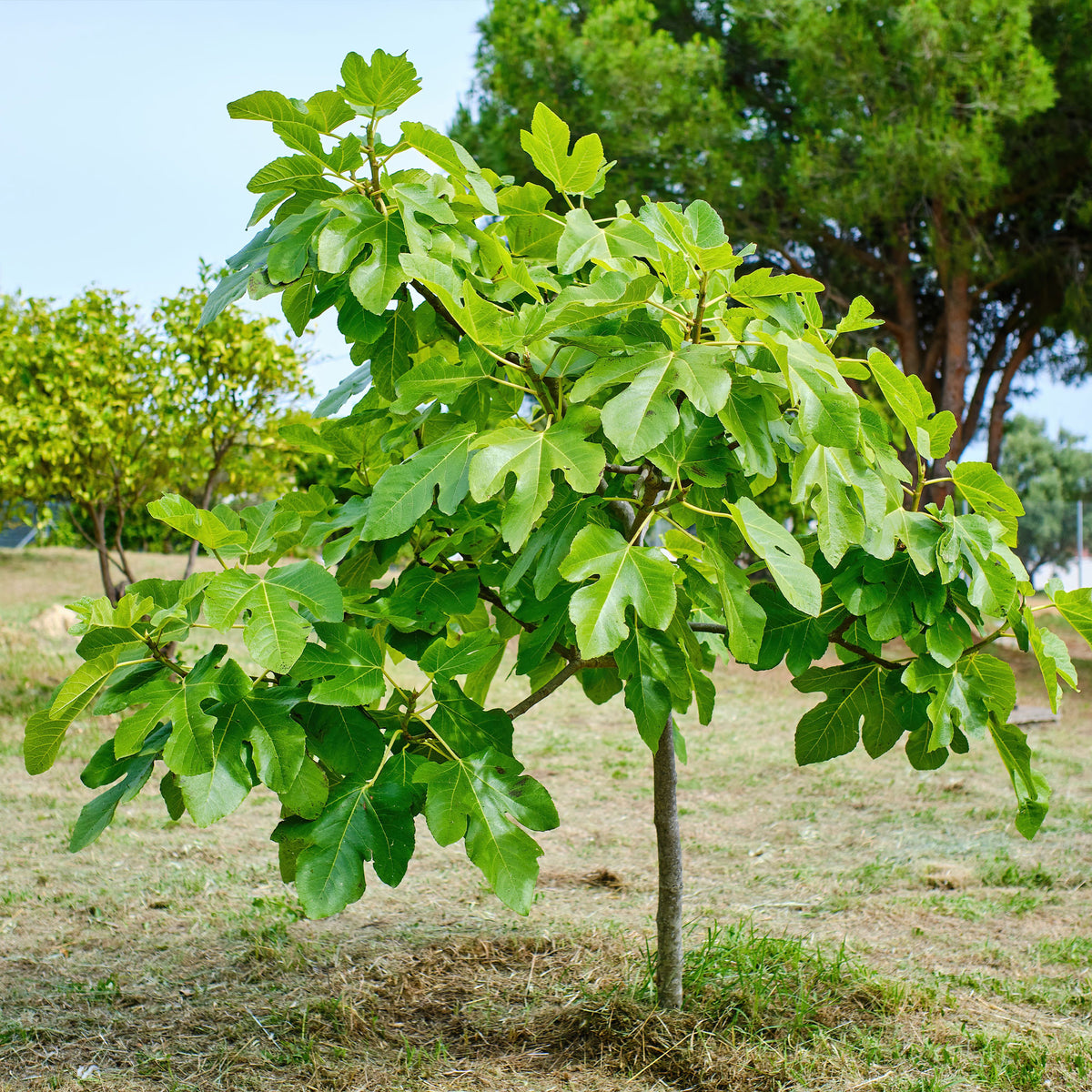 Ficus carica Brown Turkey - Vijgenboom 'Brown Turkey' - Vijgenbomen