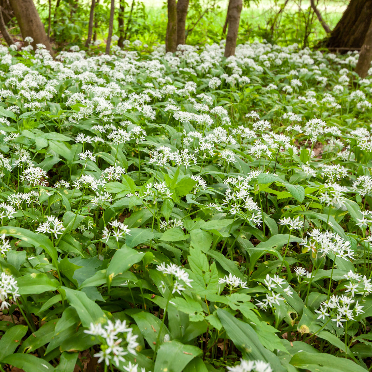 Daslook - Allium ursinum - Bakker