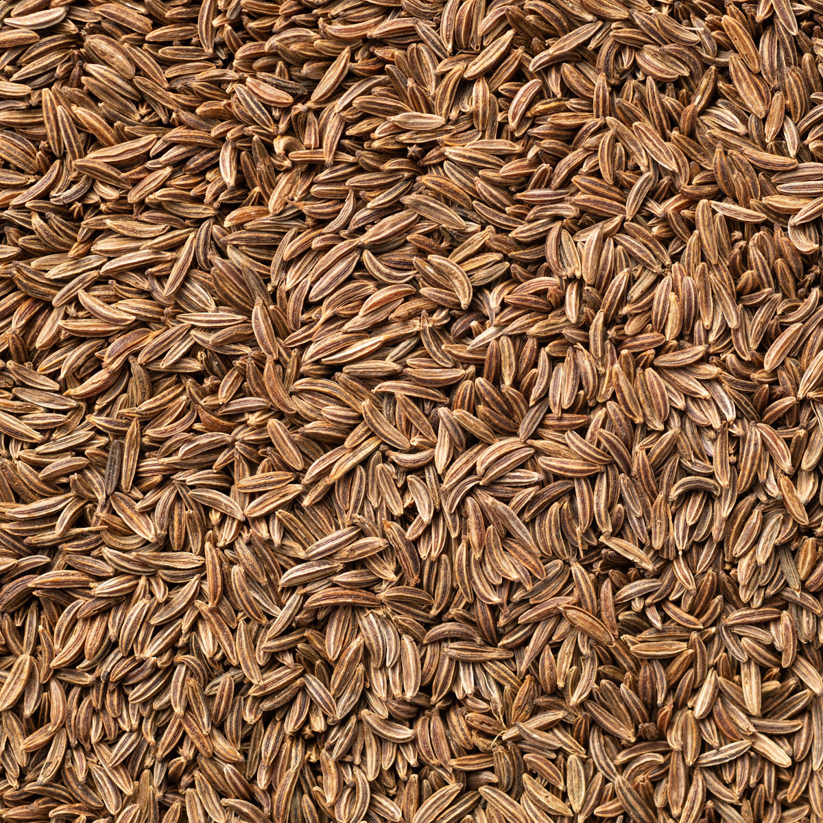 Komijn - Cumin - Bakker