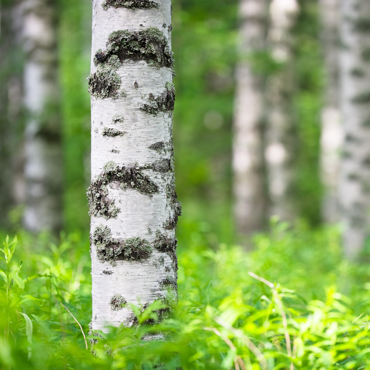 Berk - Witte berk - Betula pendula