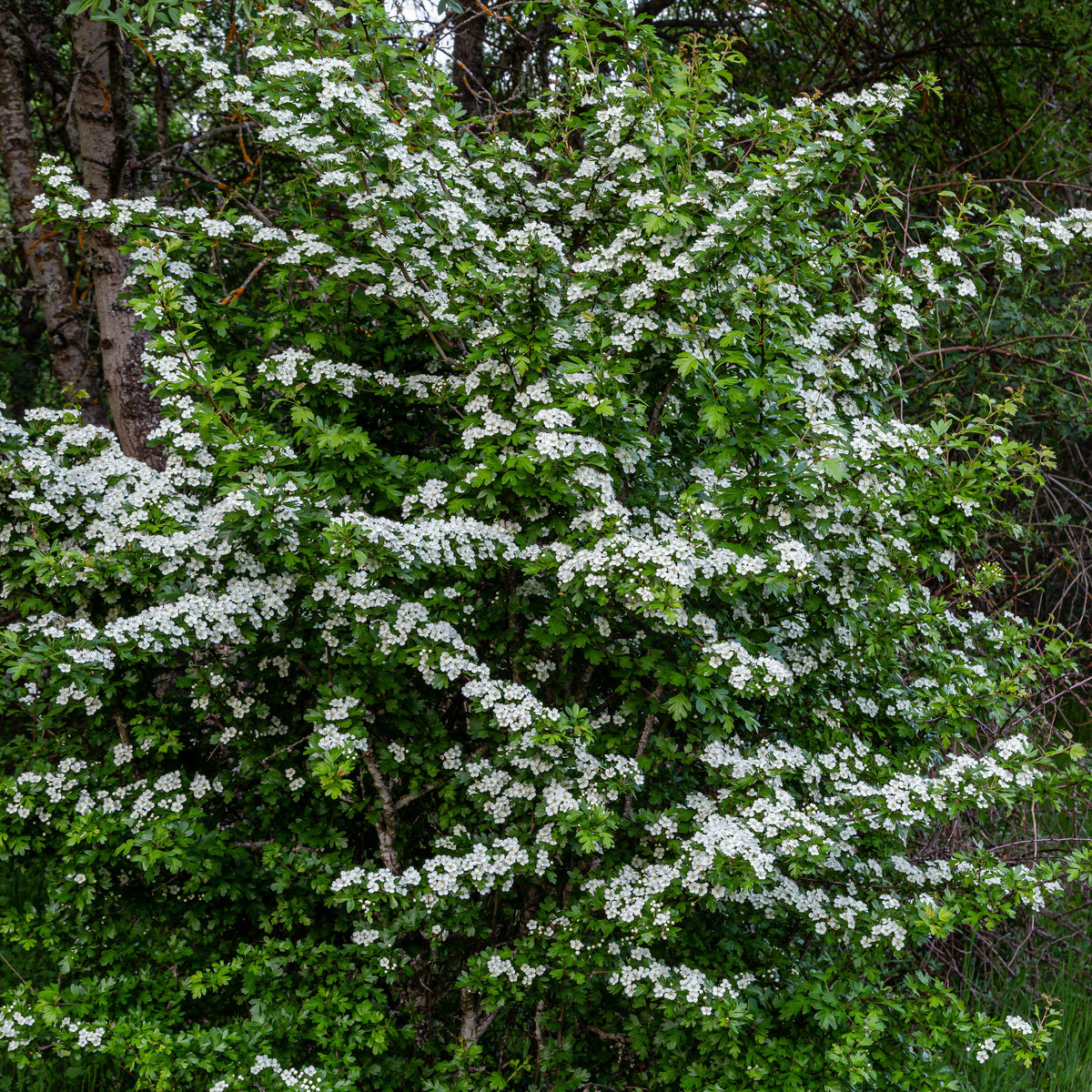 Meidoorn - Crataegus monogyna - Bakker