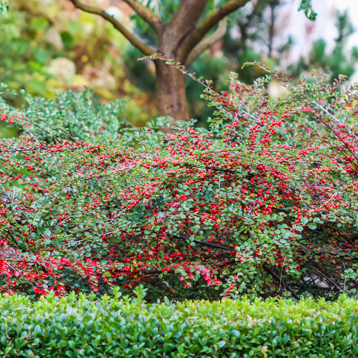 Verkoop Vlakke dwergmispel - Cotoneaster horizontalis