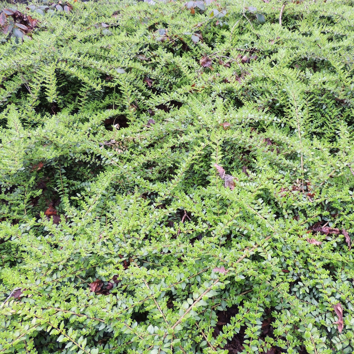 Lonicera pileata - Struikkamperfoelie - Wintergroene planten