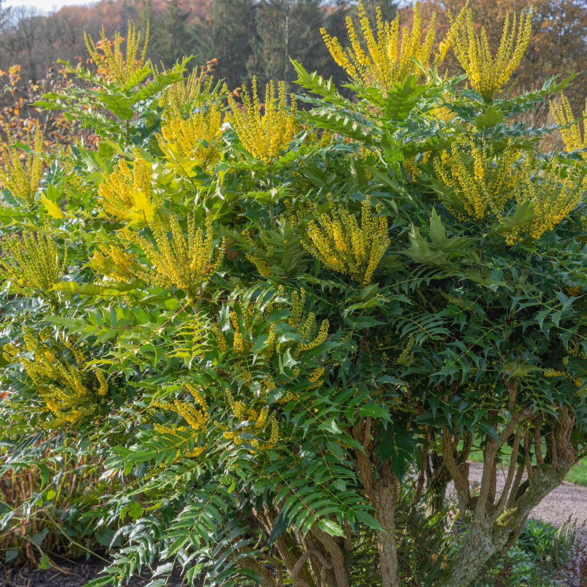 Mahoniestruik 'Wintersun' - Mahonia media 'winter sun' - Bakker