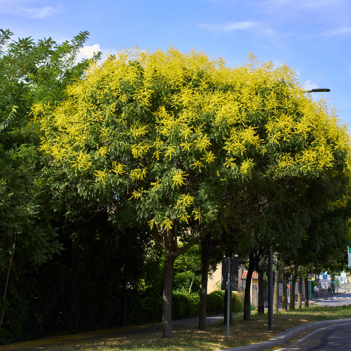 Verkoop Lampionboom - Koelreuteria paniculata