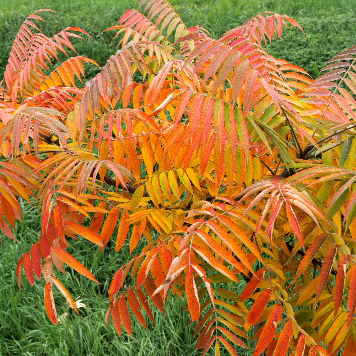 Rhus typhina - Fluweelboom - Heesters