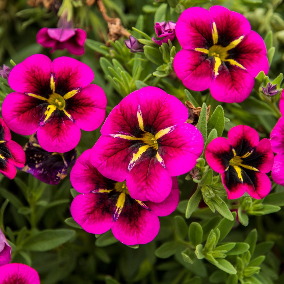 Calibrachoa cabaret® 'good night kiss' - Petunia 'Good Night Kiss' (x3) - Petunia en Calibrachoa