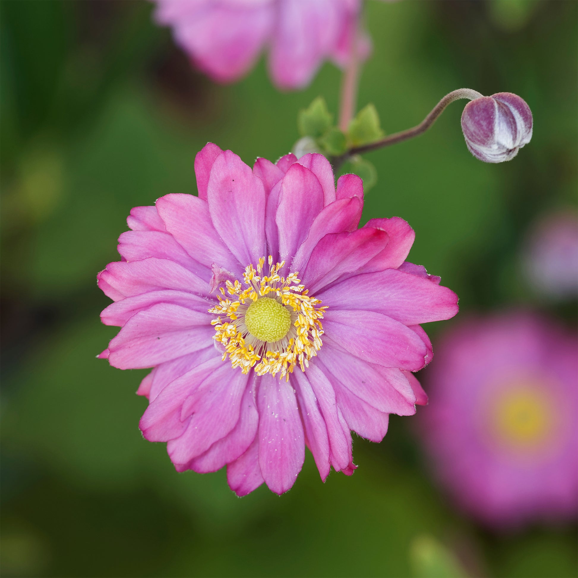 Herfstanemoon - Anemone hybrida 'pamina' - Bakker
