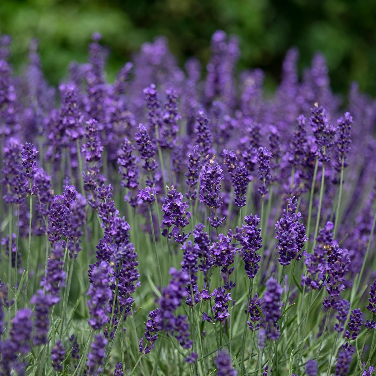 Lavendel - Lavendel 'Hidcote' - Lavandula angustifolia Hidcote