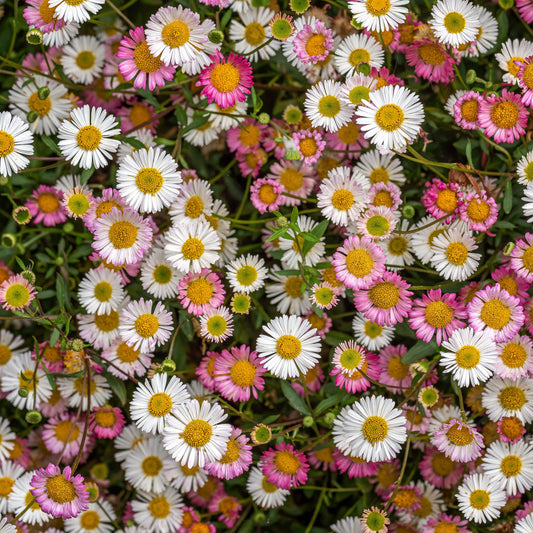 Muurfijnstraal 'Profusion' - Bakker