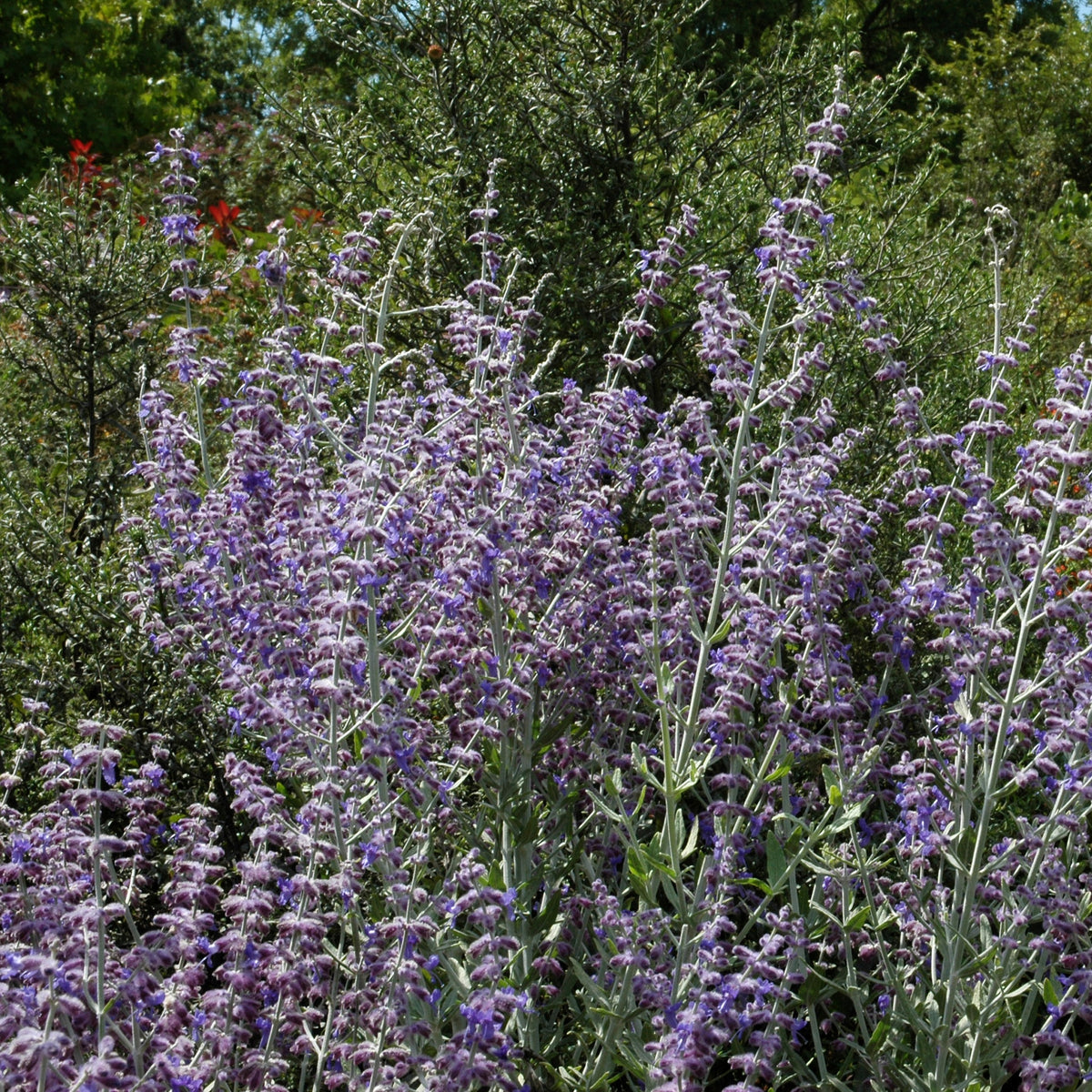 Bloeiende vaste planten - Russische salie 'Little Spire' - Perovskia atriplicifolia Little Spire