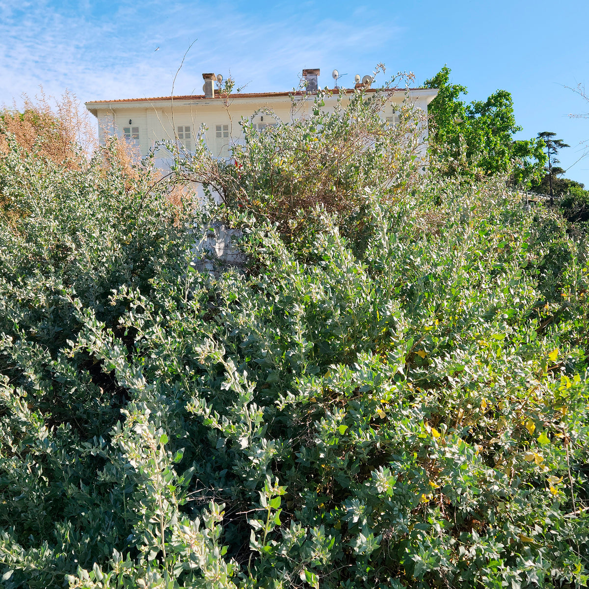 Zoutmelde - Atriplex halimus - Bakker