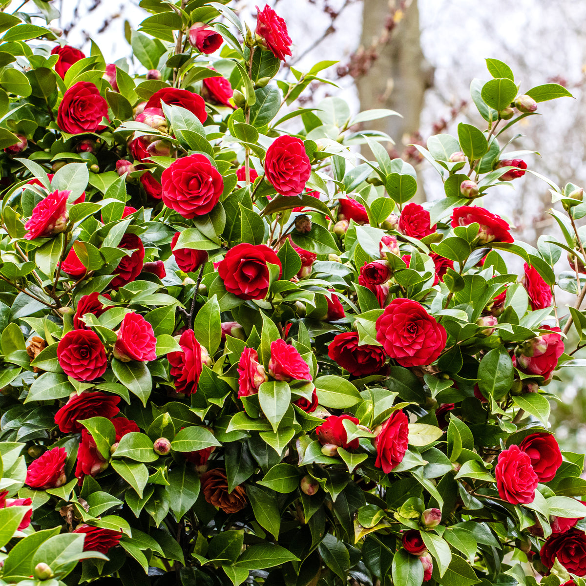 Camellia japonica 'black lace' - Japanse roos 'Black Lace' - Camellia