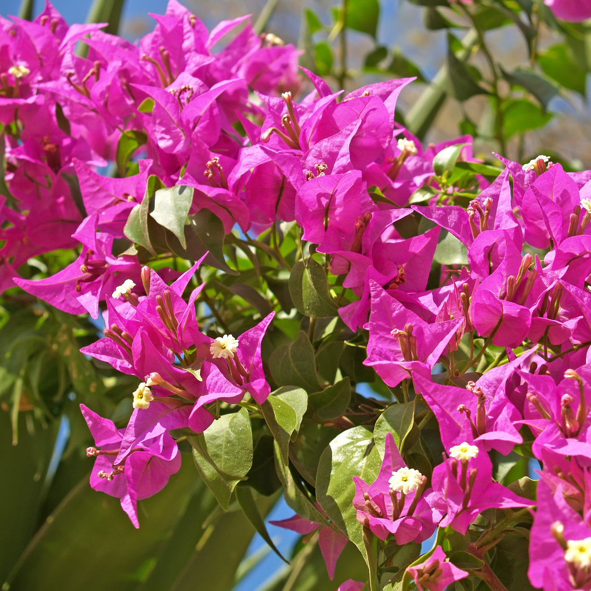 Bougainville 'Vera Deep Purple' - Bougainvillea spectabilis 'vera deep purple' - Bakker