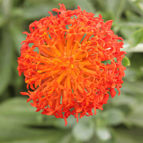 Zonnekruid Helenium - Senecio cephalophorus - Bakker