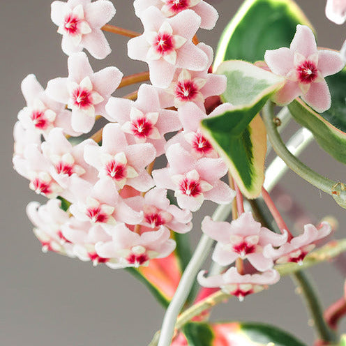 Verkoop Wasplant - Hoya carnosa Krimson Queen