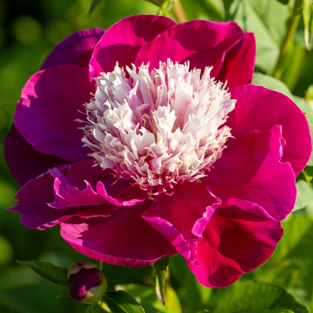 Pioenroos White Cap - Paeonia lactiflora White Cap - Bakker