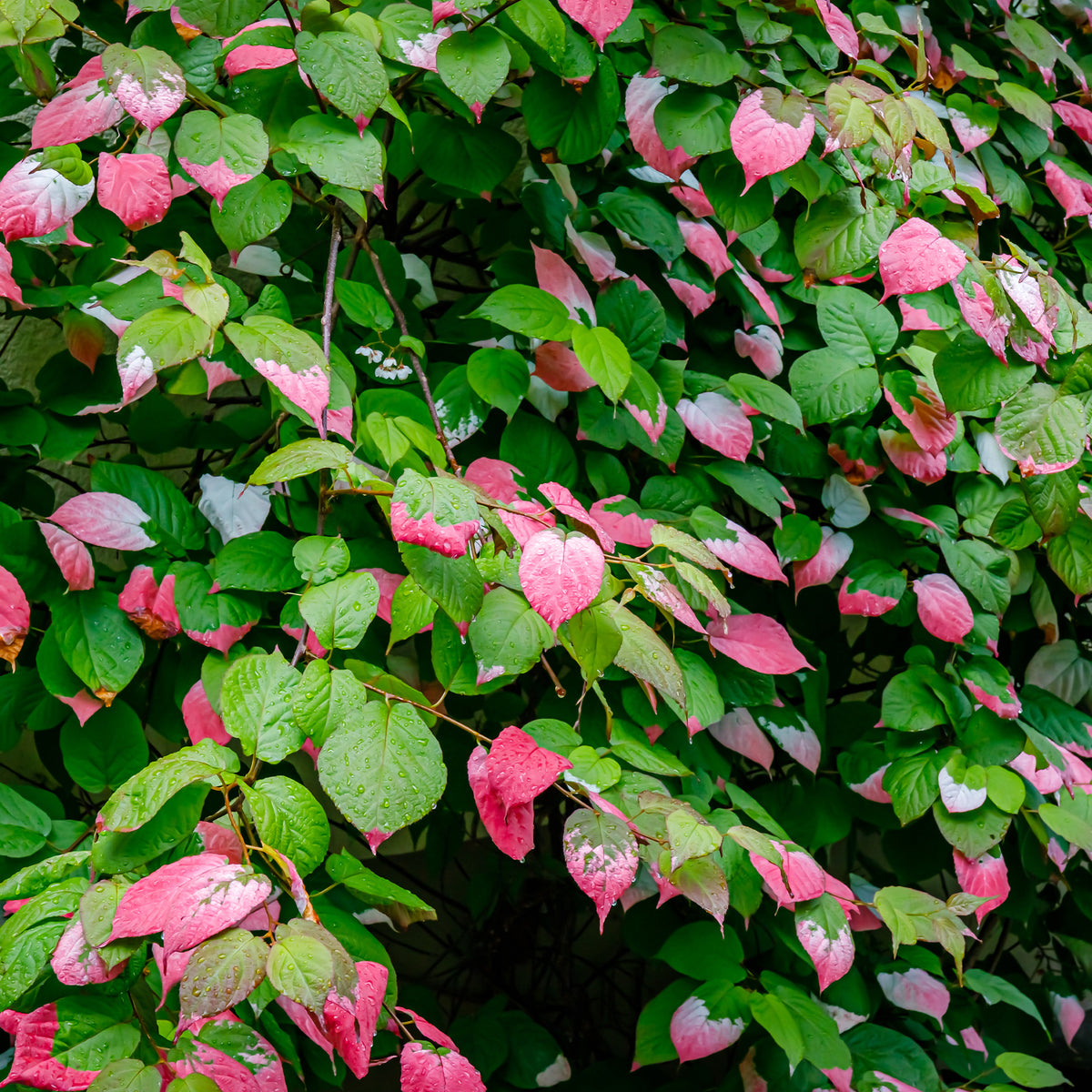 Klimplanten - Sier kiwi - Actinidia kolomikta