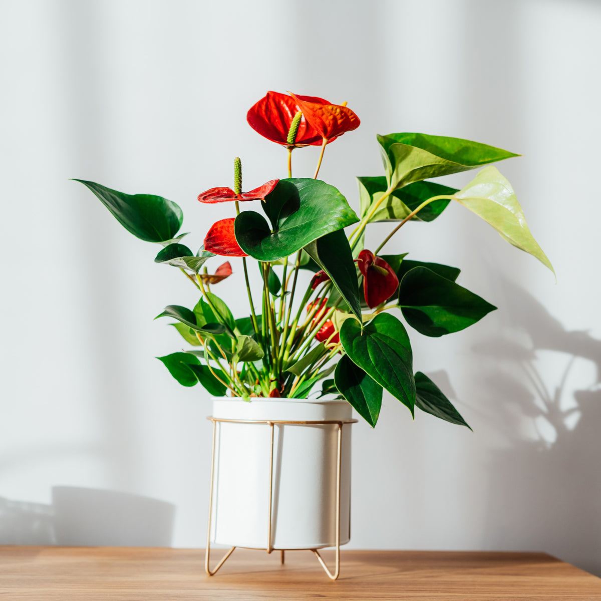 Rode flamingoplant - Bakker