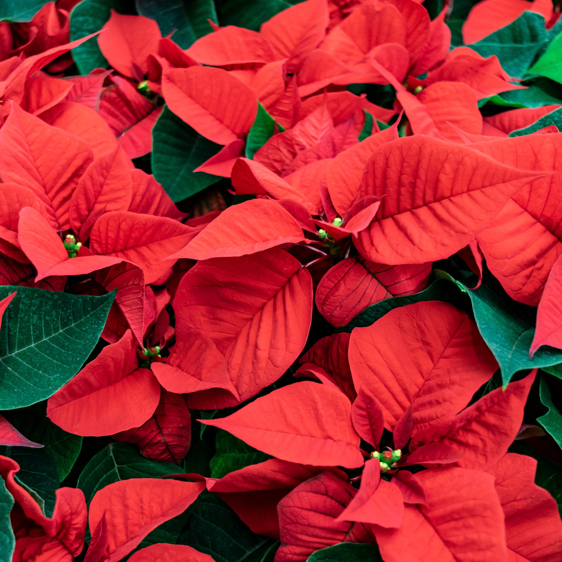 Rode kerstster - Poinsettia red - Bakker