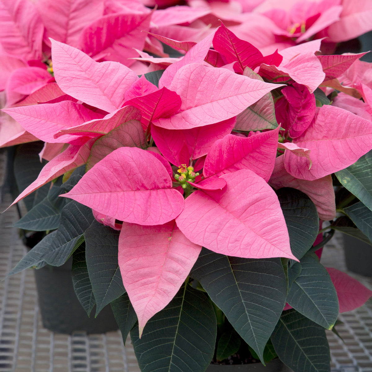 Roze kerstster - Bakker