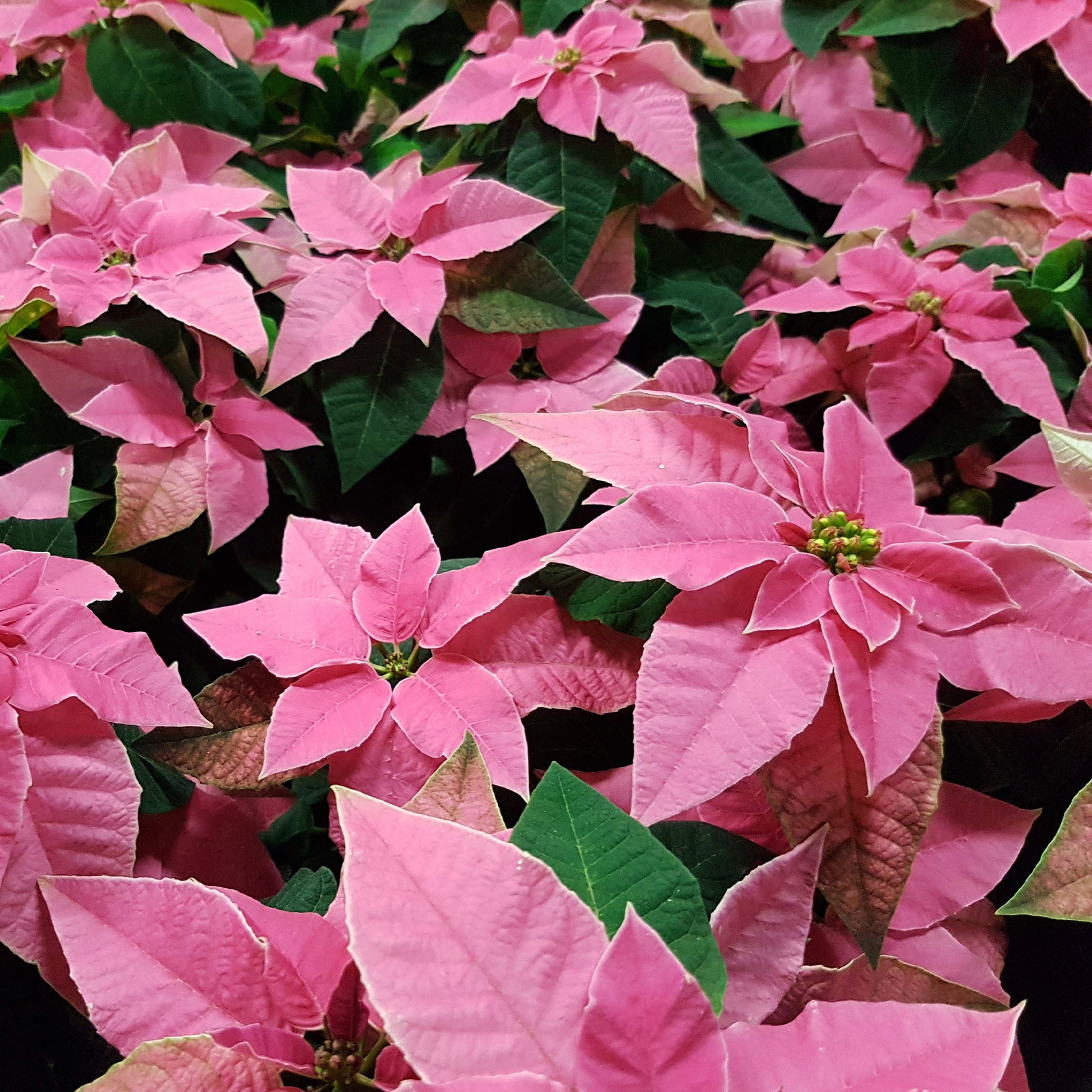 Roze kerstster - Euphorbia pulcherrima - Bakker