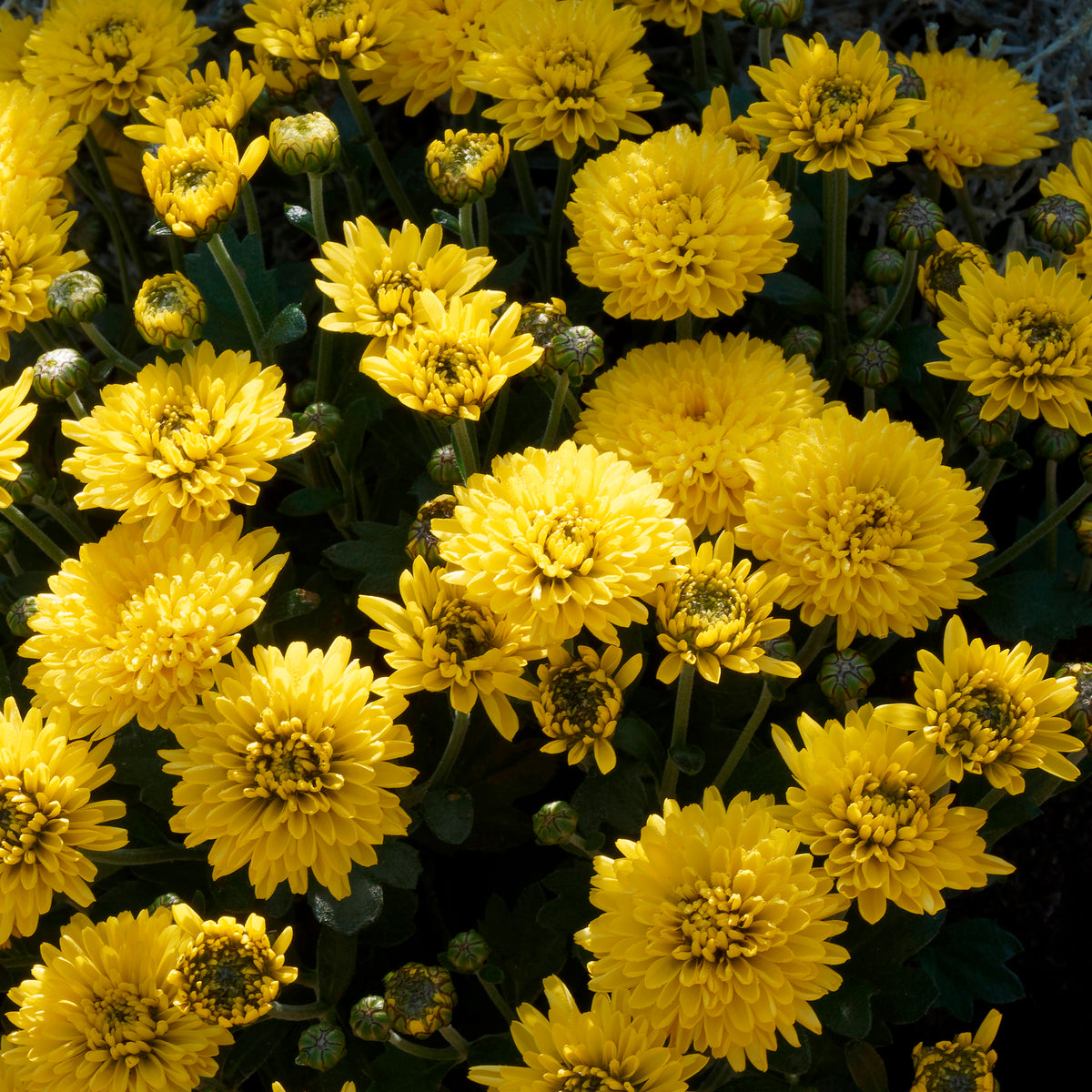 Chrysant geel/oranje - Chrysanthemum indicum - Bakker