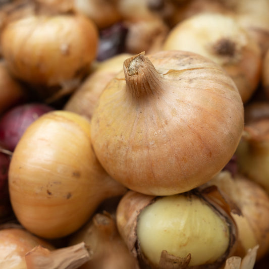 Gele ui 'Paille des Vertus' - Bakker