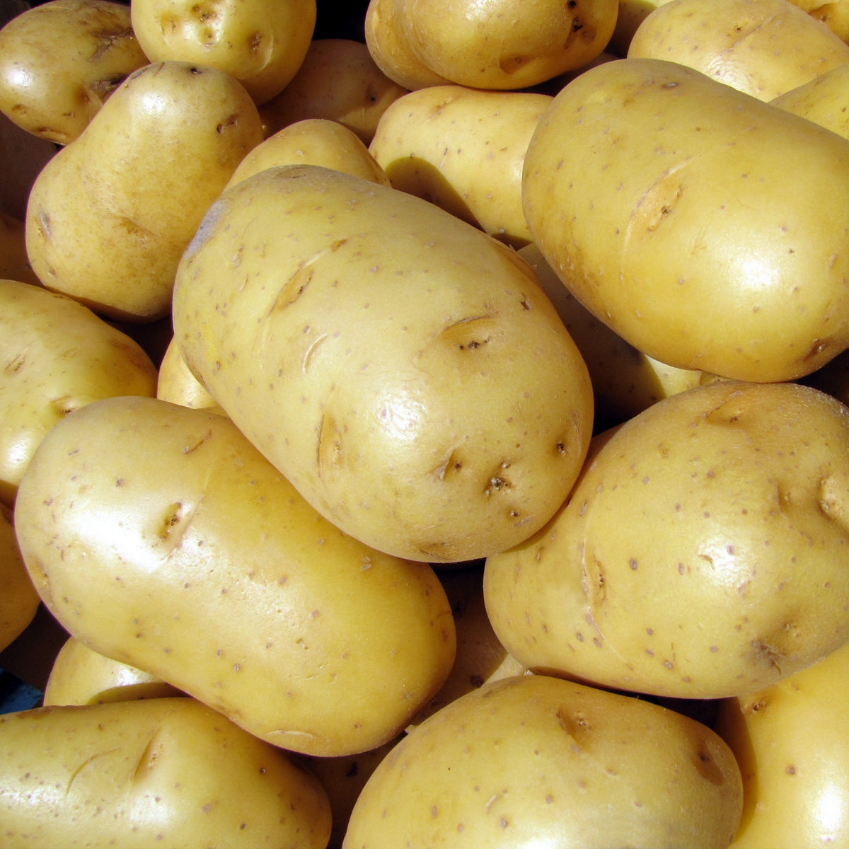 Aardappel 'Bindje' - Solanum tuberosum bintje - Bakker