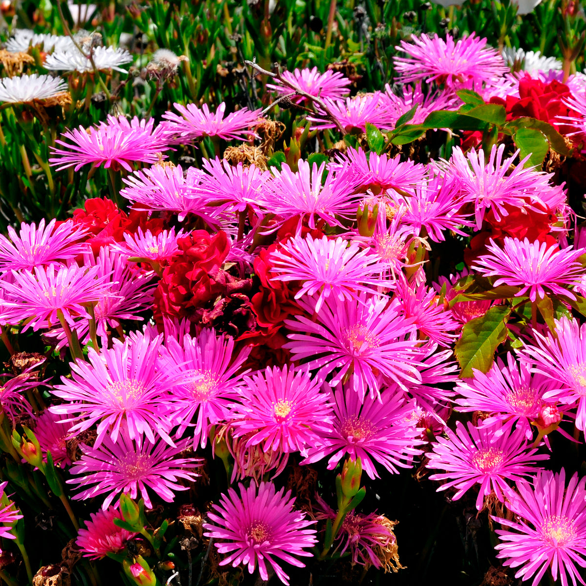 IJsbloem - paars