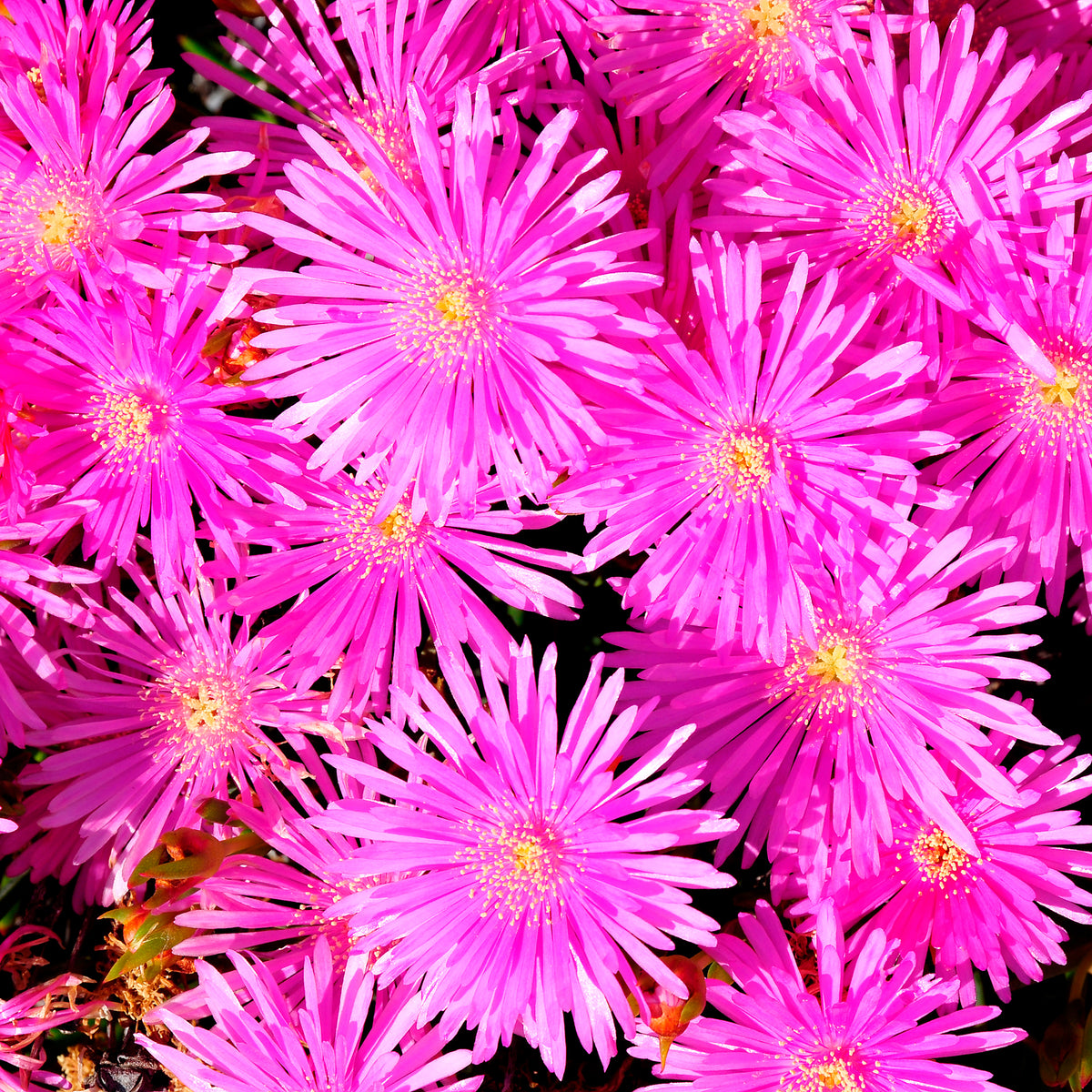 IJsbloem - paars