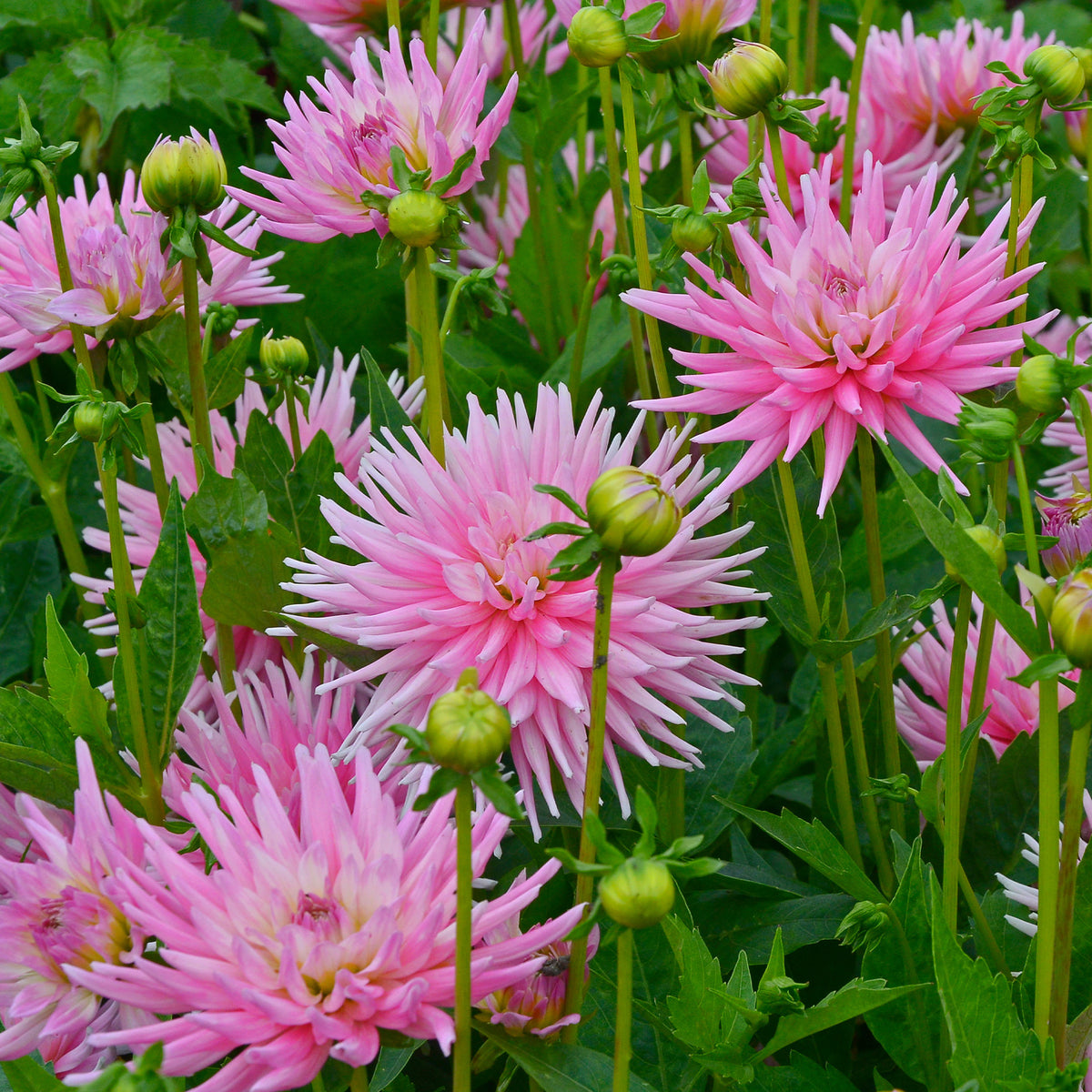 Dahlia 'Park Princess' (x3) - Bakker