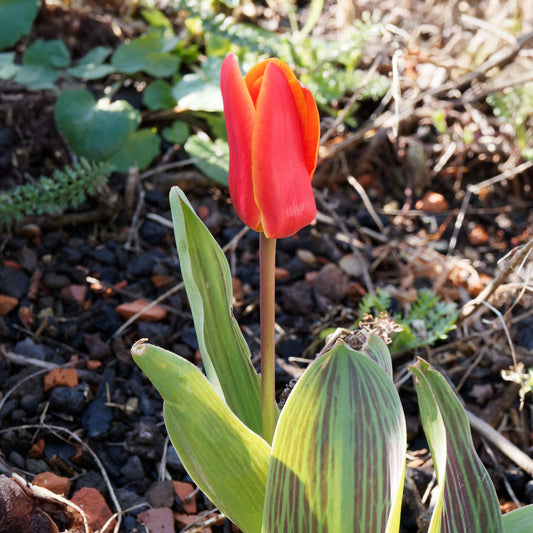 Tulpen Roodkapje (x10) - Bakker