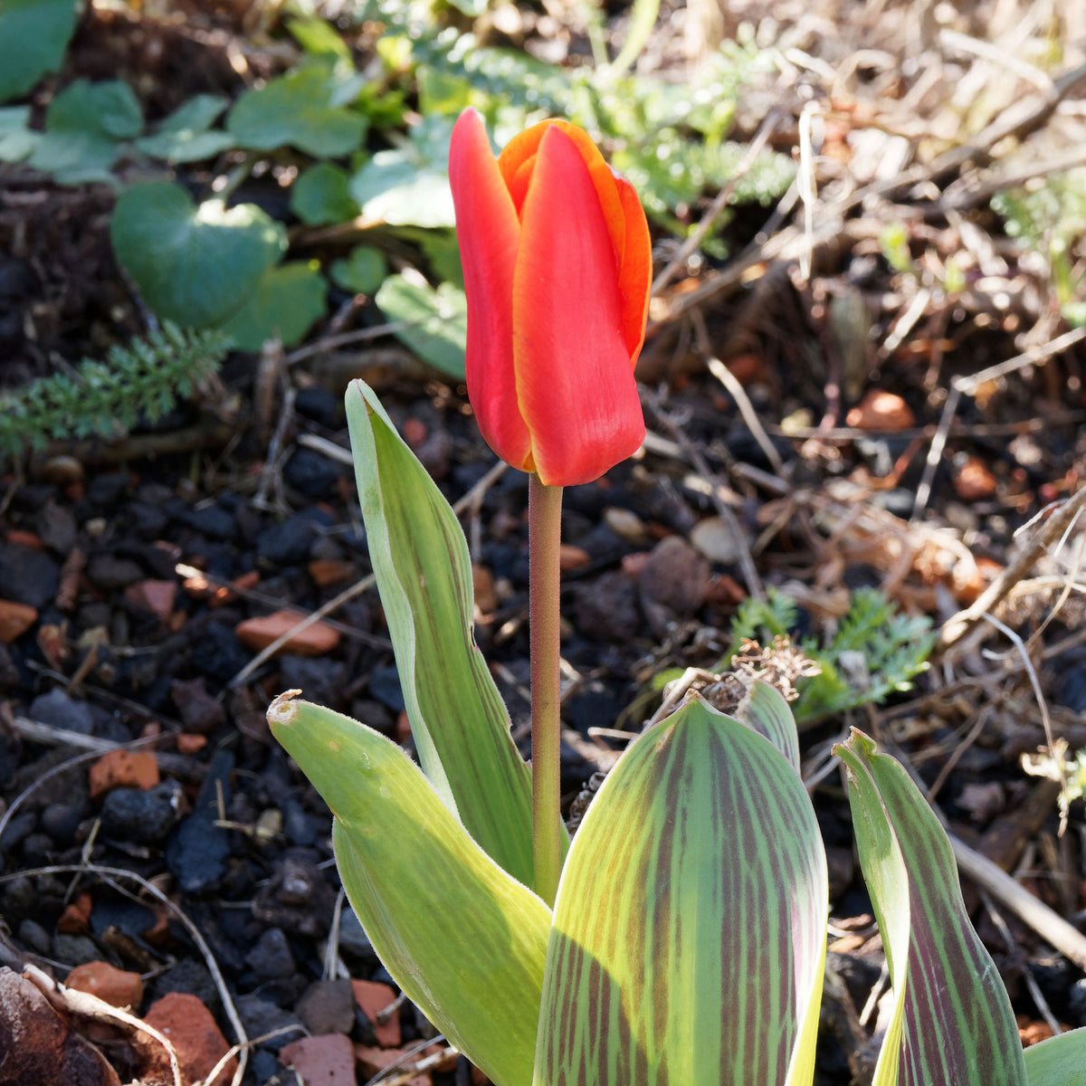 Tulpen Roodkapje (x10) - Tulipa greigii chaperon rouge - Bakker
