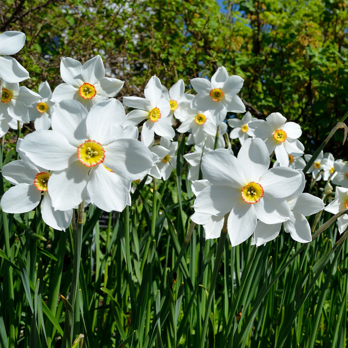 Narcissen poeticus 'Actea' (x10) - Bakker