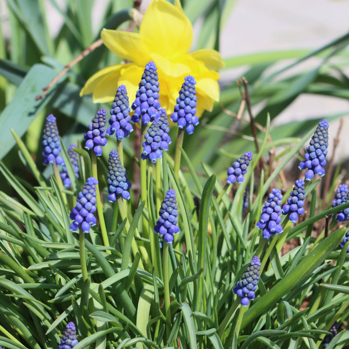 Blauwe druifjes (x10) - Bakker