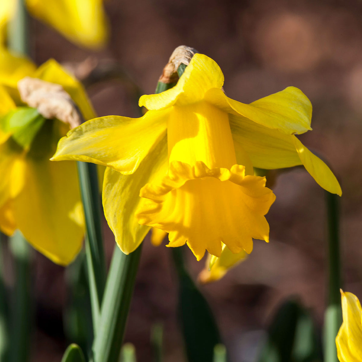 Narcissen 'Rijnveld's Early Sensation' (x10) - Bakker