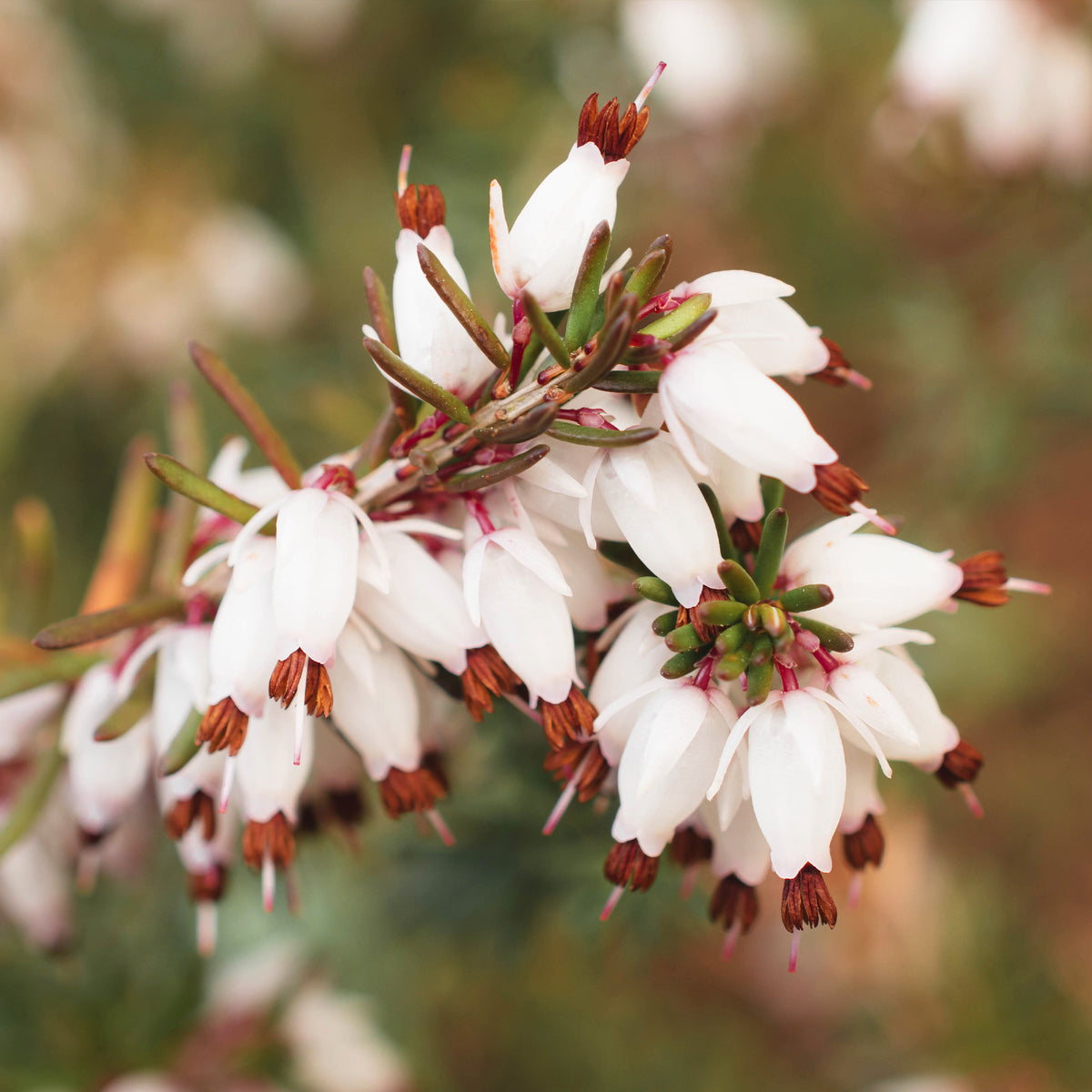 Erica carnea - Winterheide - wit (x3) - Bloeiende vaste planten