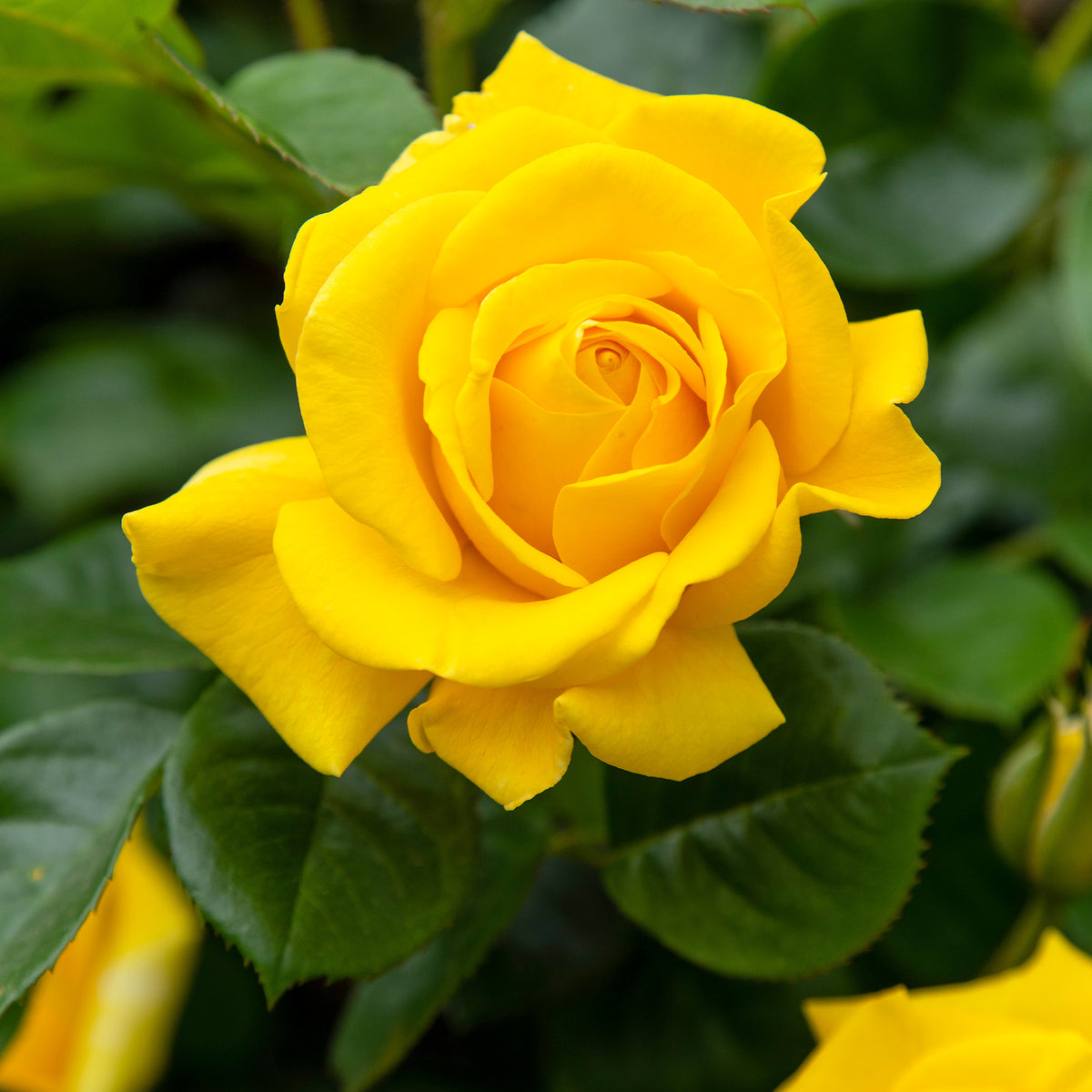 Rosa hadangel - Roos 'Hadangel' - Rozen - Naakte wortels