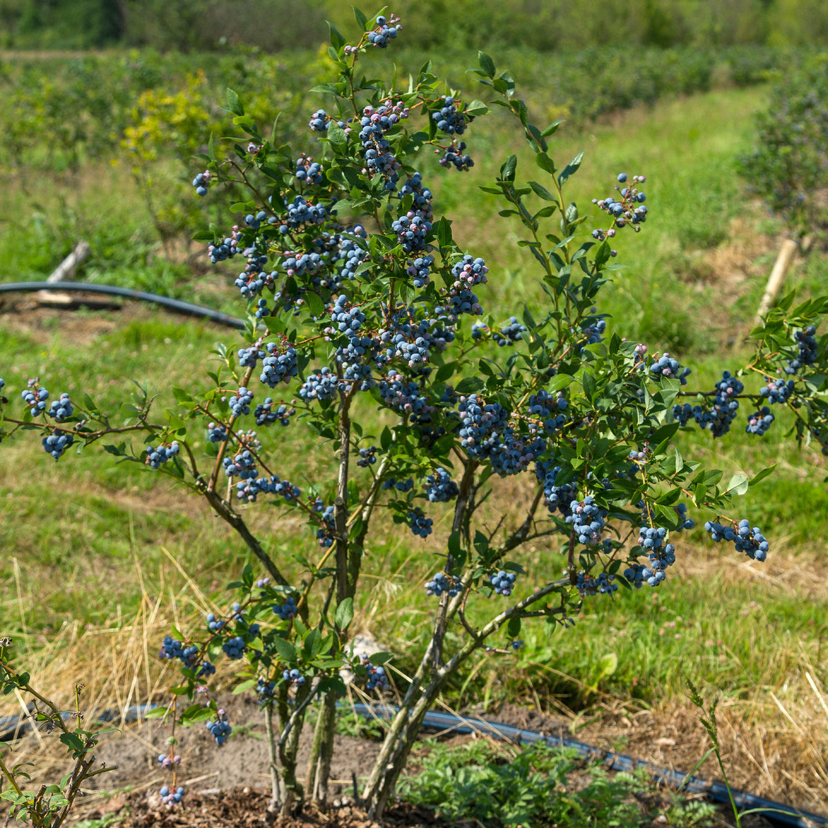 Blauwe bes - Blauwe bes - Vaccinium corymbosum Vitaminos