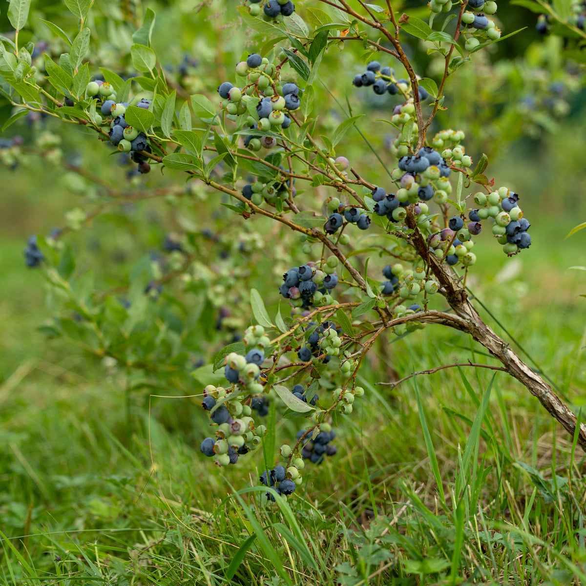 Blauwe bes - Vaccinium corymbosum Vitaminos - Bakker