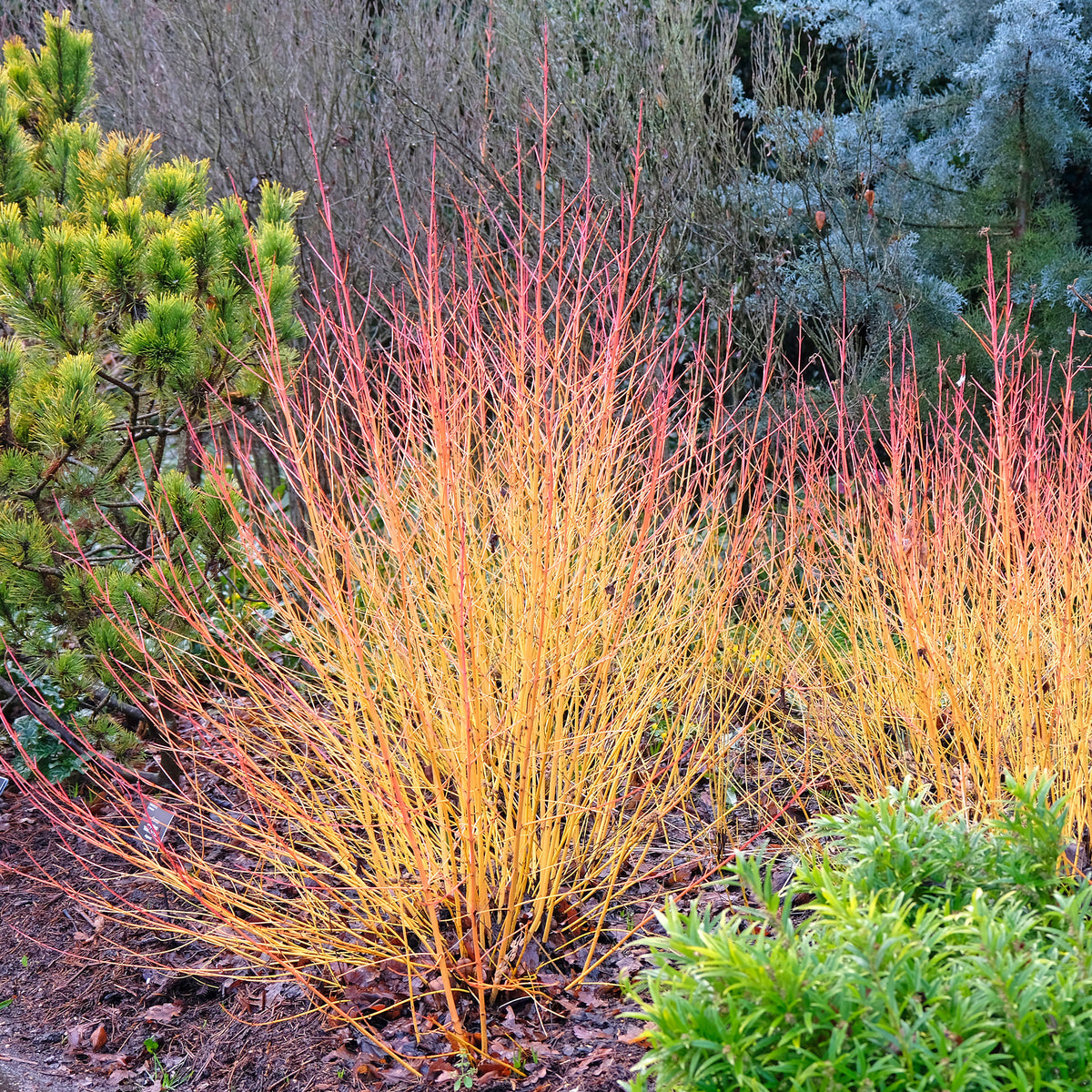 Rode kornoelje 'Winter Flame' - Bakker